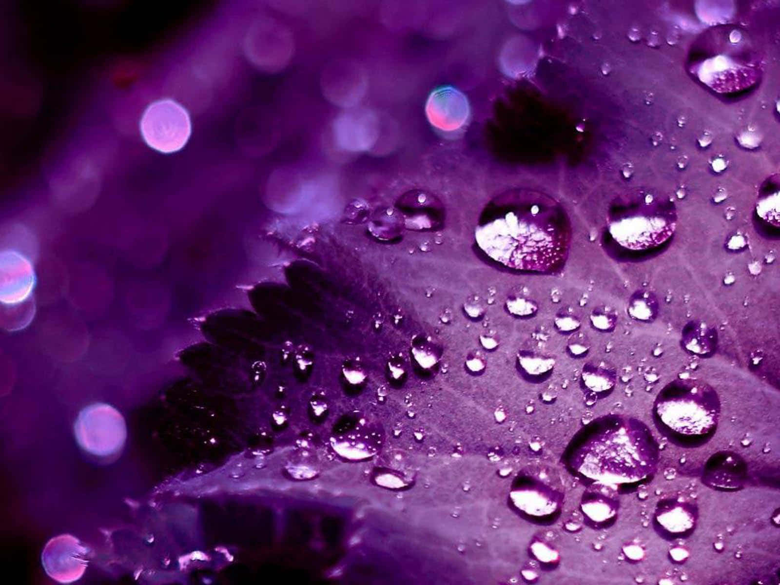 Gotade Agua Púrpura Fresca Fondo de pantalla