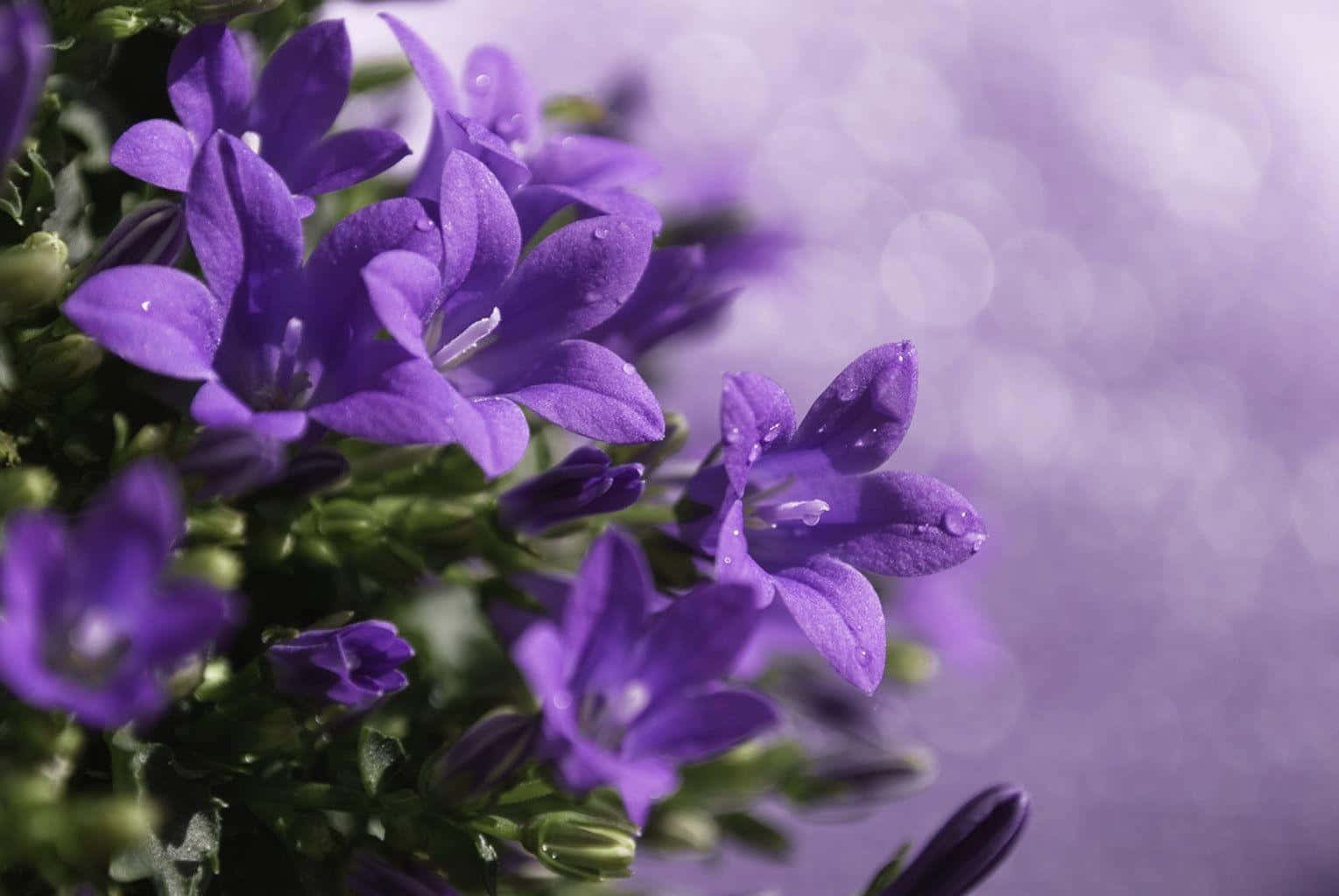 Floracampanadálmatas Genial Púrpura Fondo de pantalla