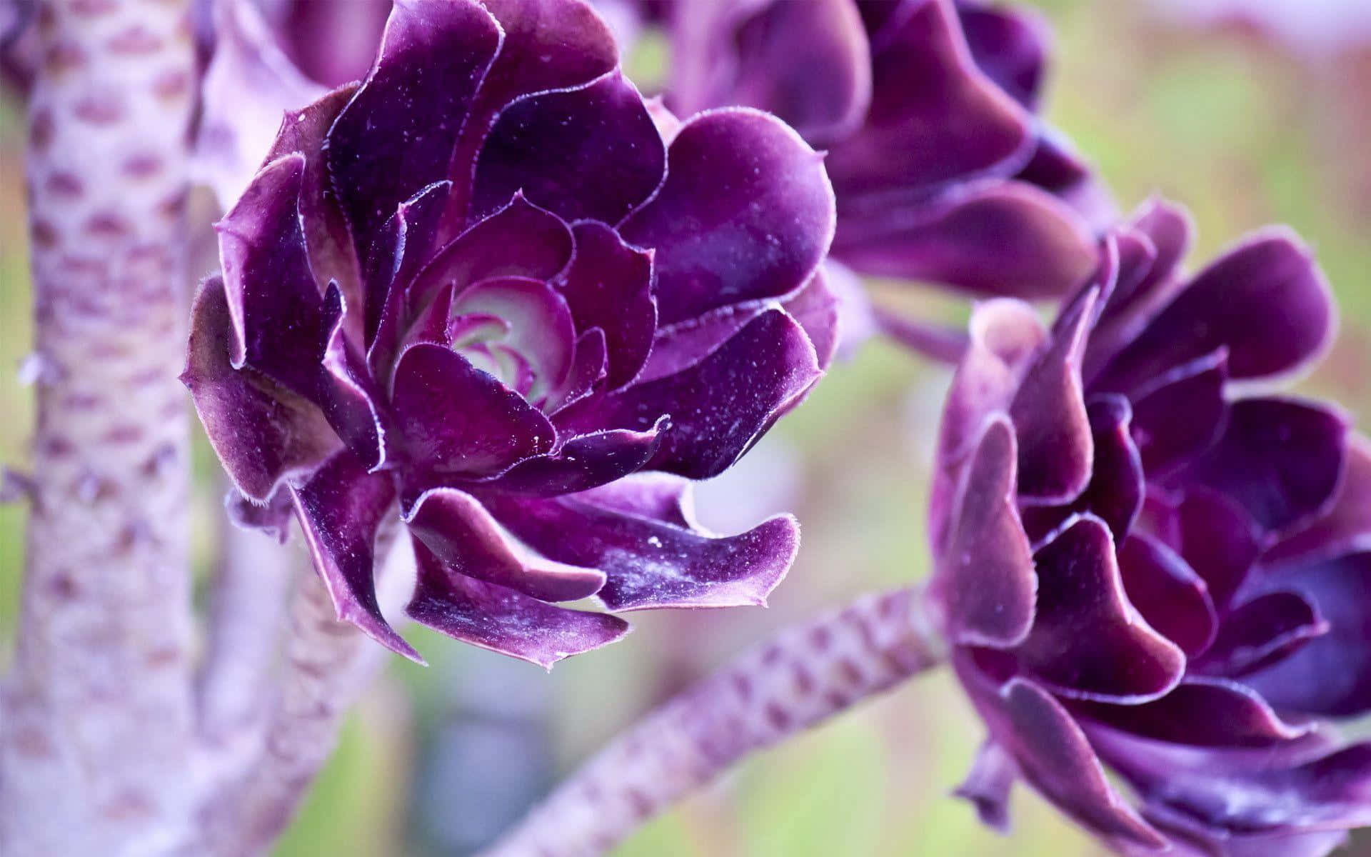 Lilakühle Farbe Sukkulente Pflanze Wallpaper