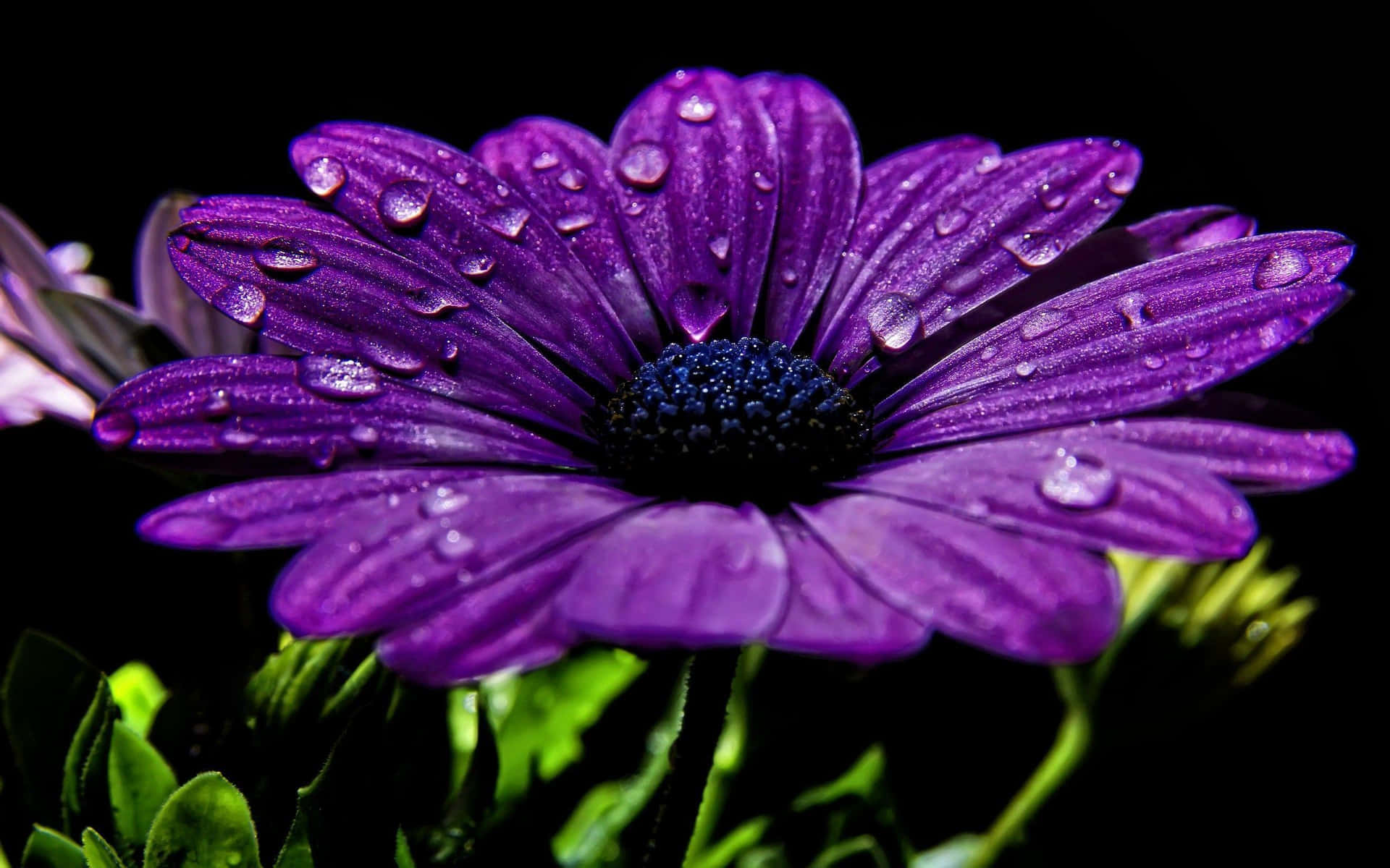 Hermosopaisaje Fresco Púrpura De Flores Geniales. Fondo de pantalla