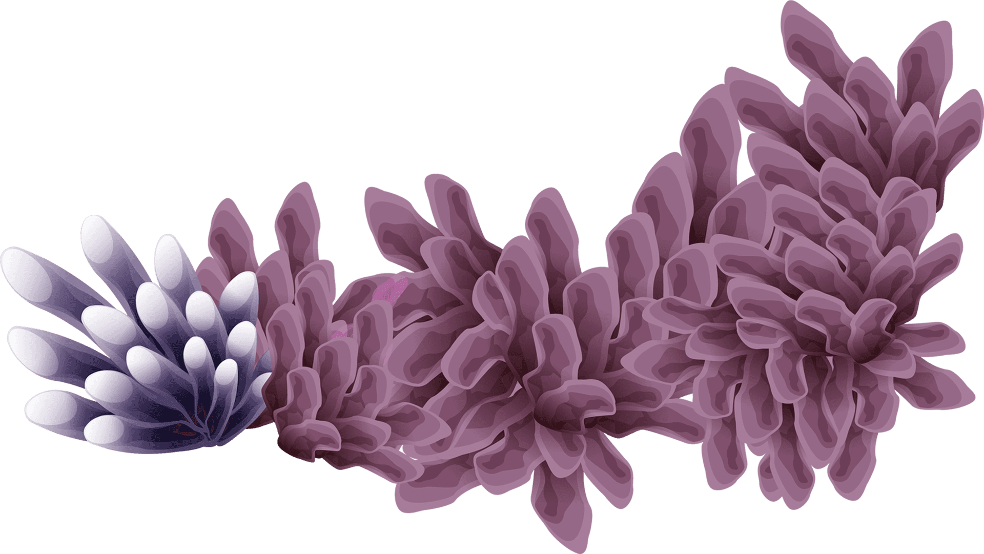 Purple Coral Illustration PNG