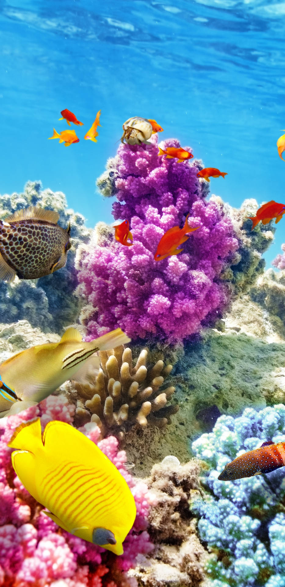Arrecifede Coral Morado, Peces Naranjas Fondo de pantalla
