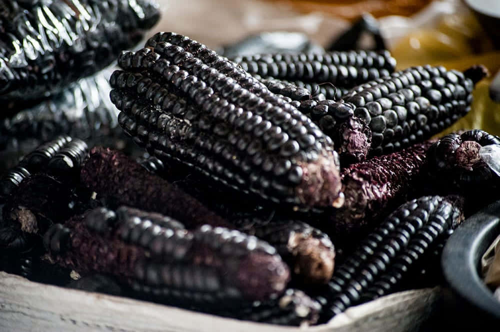 A plethora of vibrant Purple Corn sits in field, basking in the sun. Wallpaper