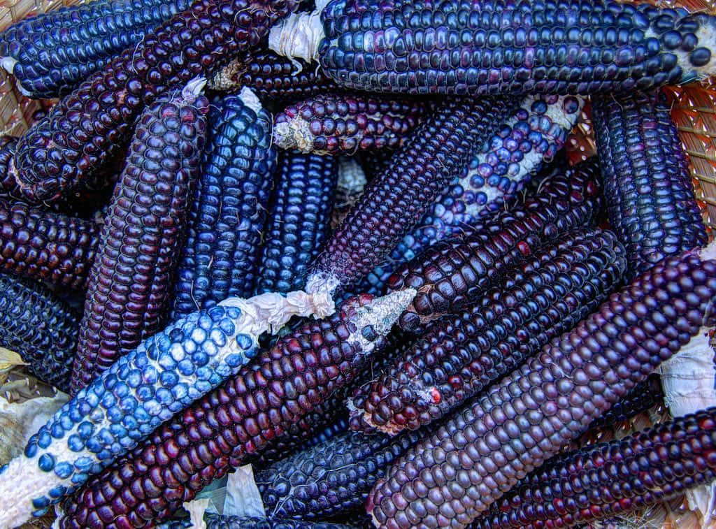 Purple Corn - A Delicious Addition To Any Meal" Wallpaper