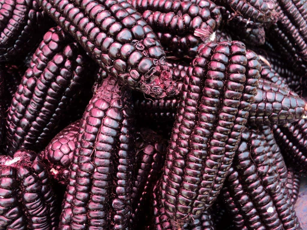 Purplecorn - Un Súperalimento Aromático, Nutritivo Y Delicioso Fondo de pantalla