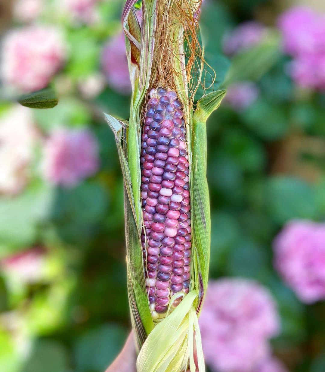 Obtén'kernel From Nature Con Purple Corn. Fondo de pantalla