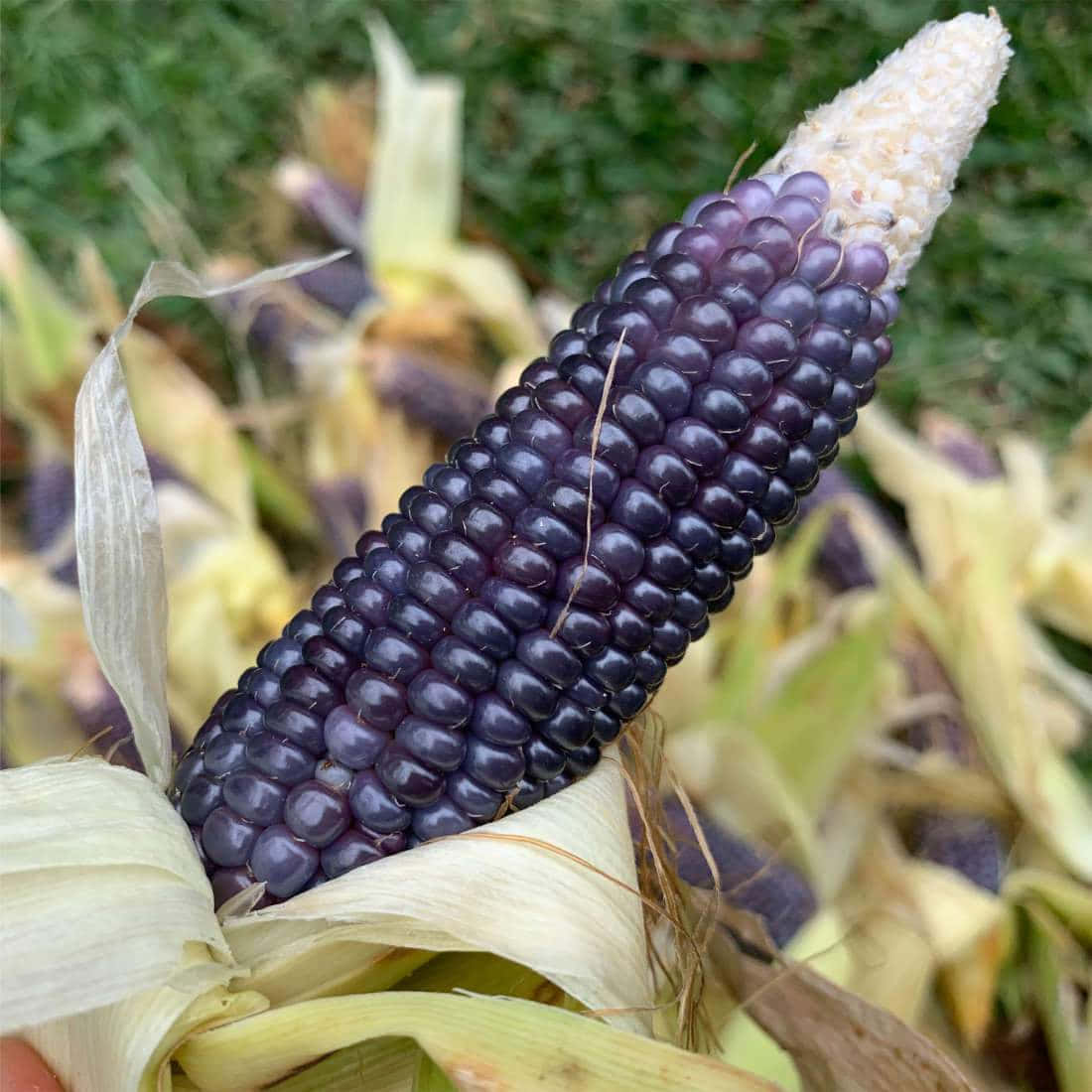 Close-up of a Purple Corn Cob Ready to Eat Wallpaper