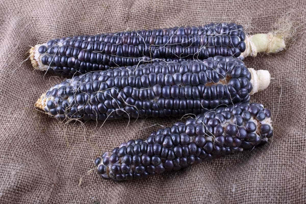 Refreshing Purple Corn Wallpaper