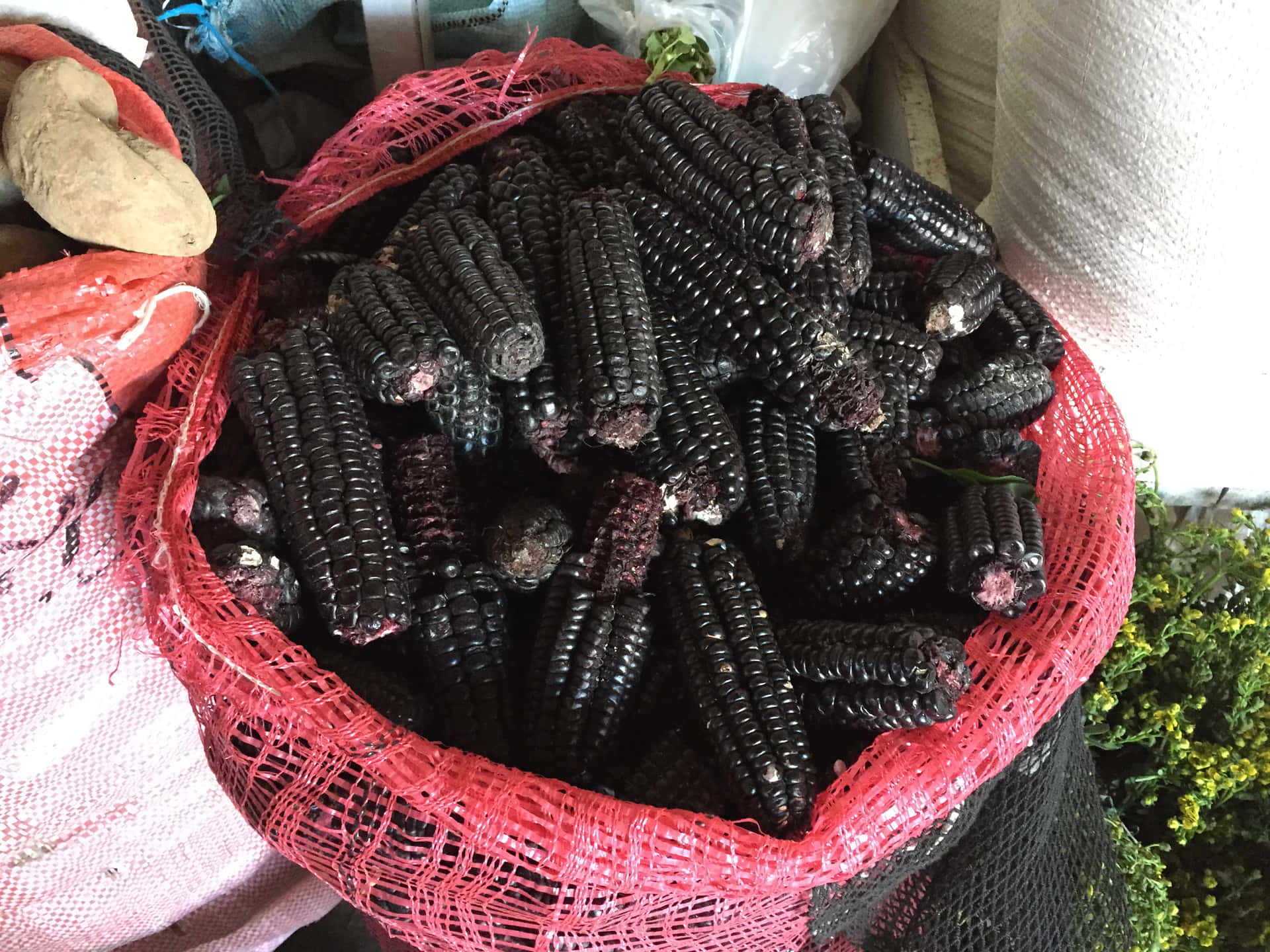 A Close-up of Vibrantly Colored Purple Corn Wallpaper