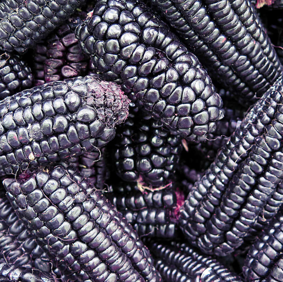 Enjoy the deliciousness of Purple Corn Wallpaper