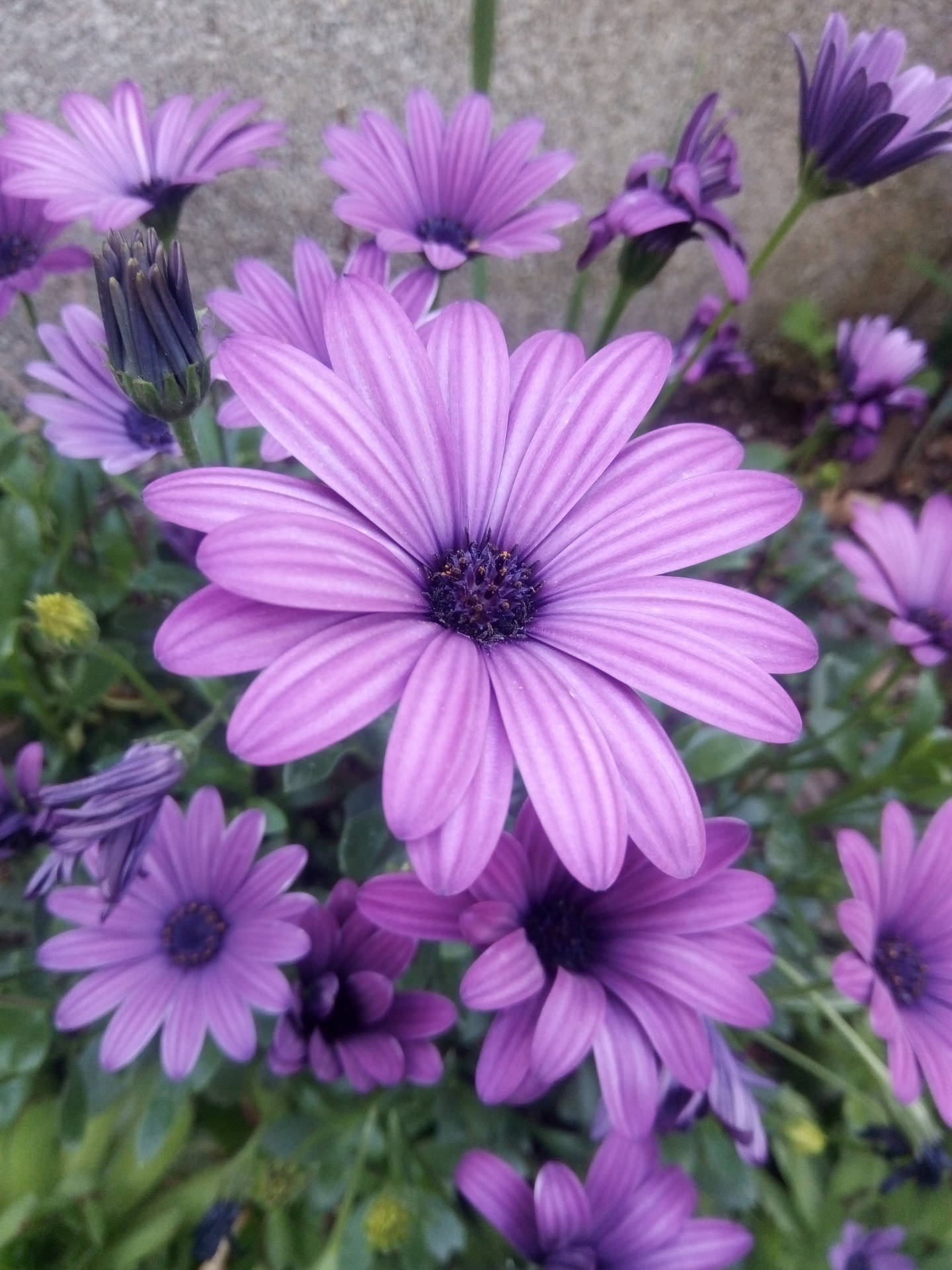 Purple Cosmos Flowers Iphone Wallpaper