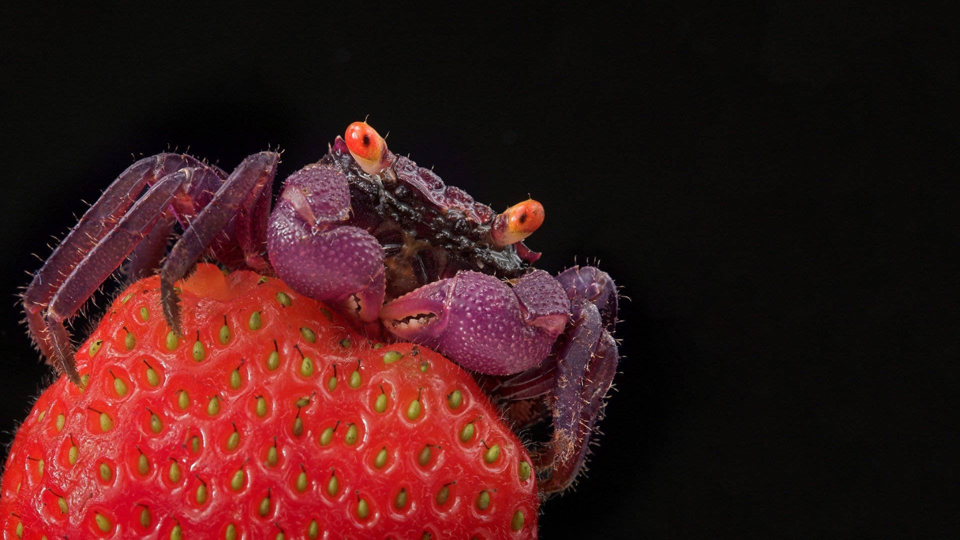 Purple Crab With Strawberry Wallpaper