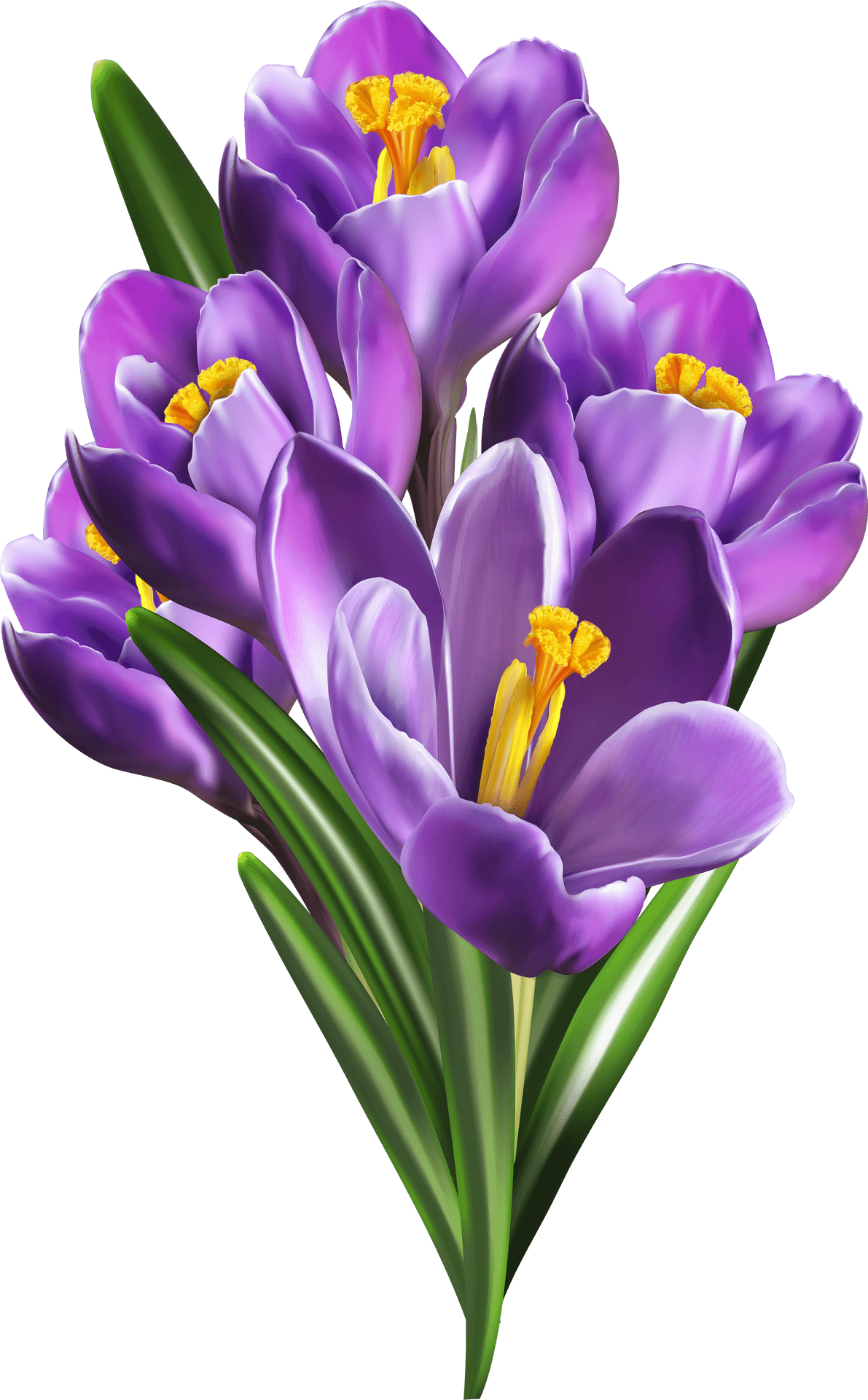 Purple Crocus Bouquet Transparent Background PNG