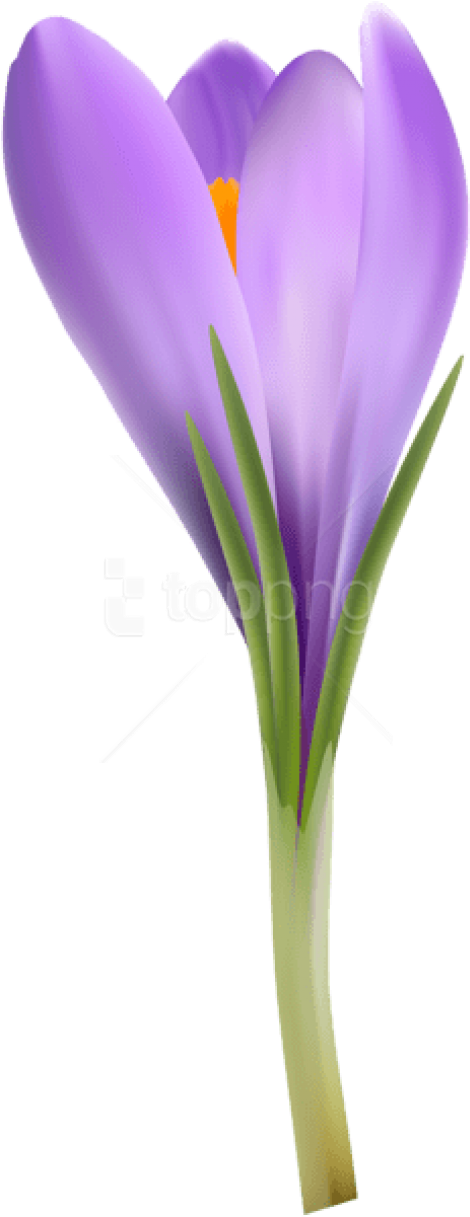 Purple Crocus Flower Spring Bloom PNG