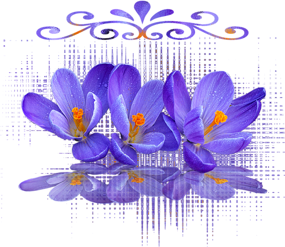 Purple Crocus Flowers Reflection PNG