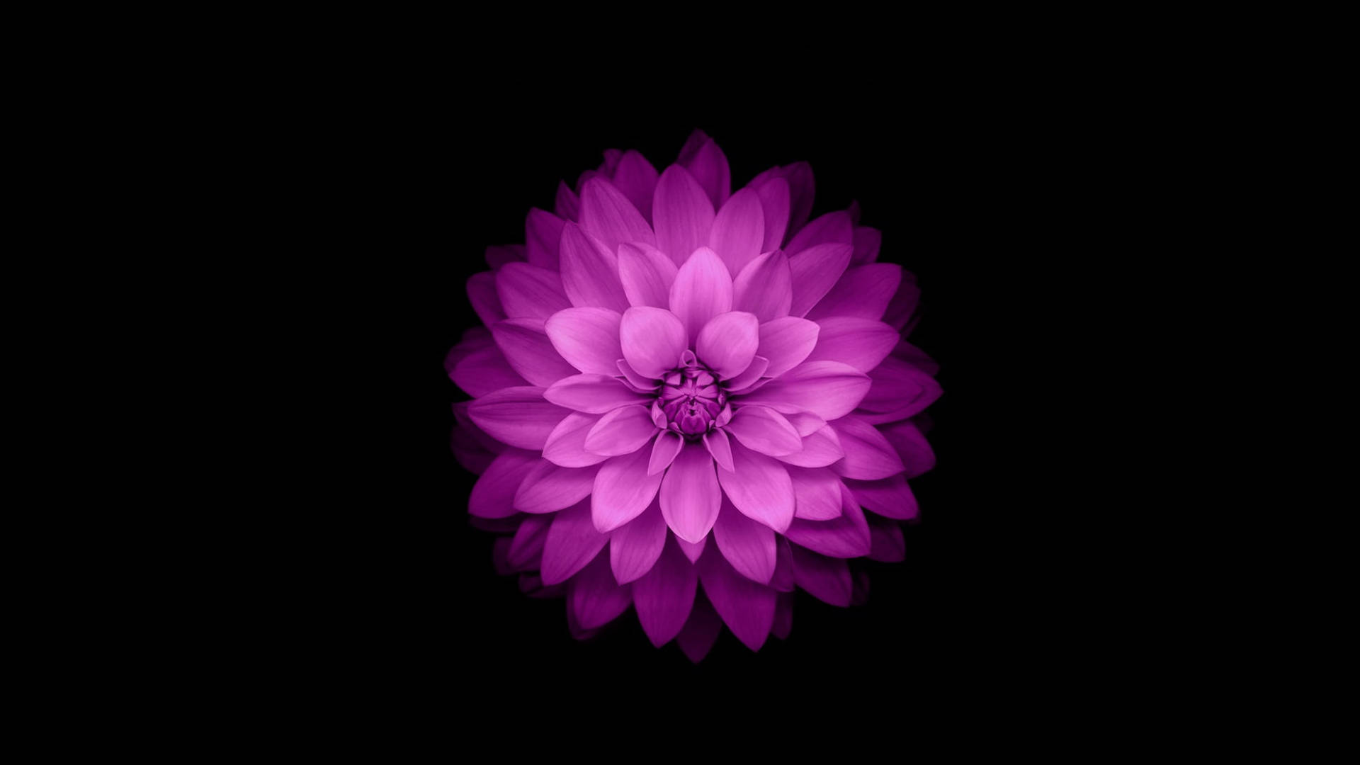 Purple Dahlia Flower Pc Wallpaper
