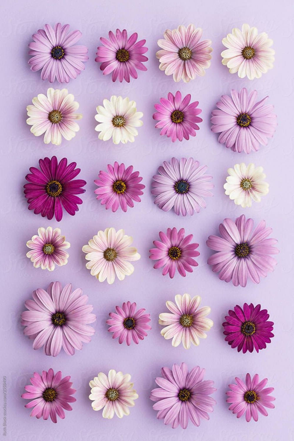 Lilagänseblümchen-flat-lay-handy Wallpaper