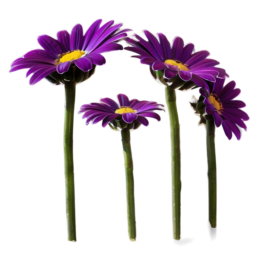 Purple Daisy Png 05242024 PNG