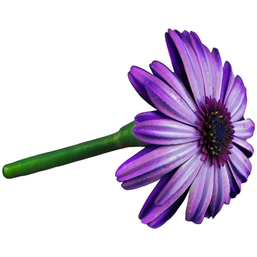 Download Purple Daisy Png Pgv | Wallpapers.com