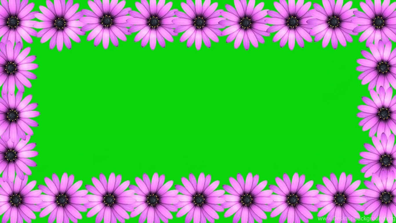 Purple Daisy Wedding Frame Green Background Wallpaper