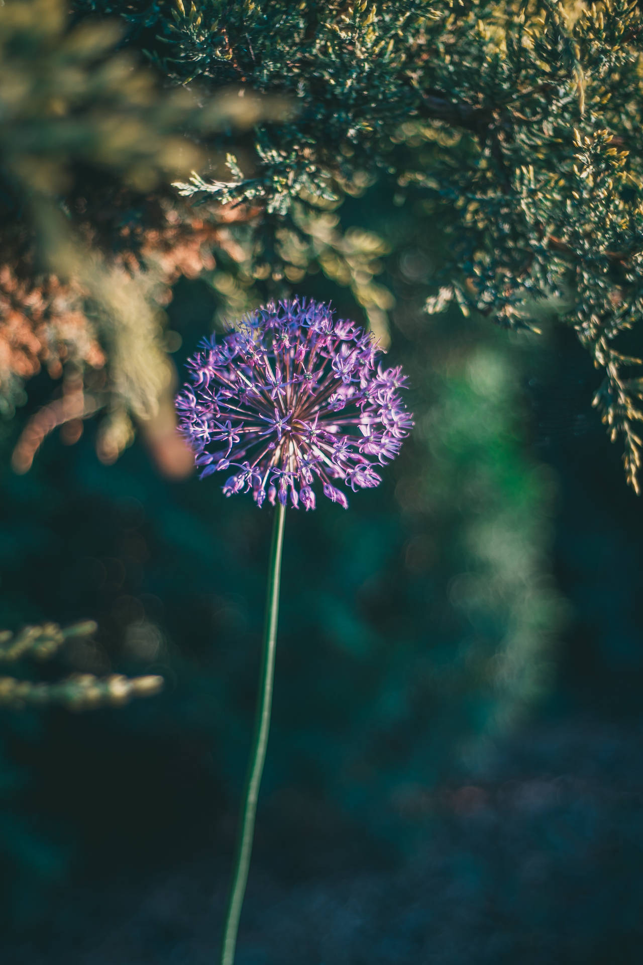 A close-up of a single purple dandelion against an out-of-focus background Wallpaper