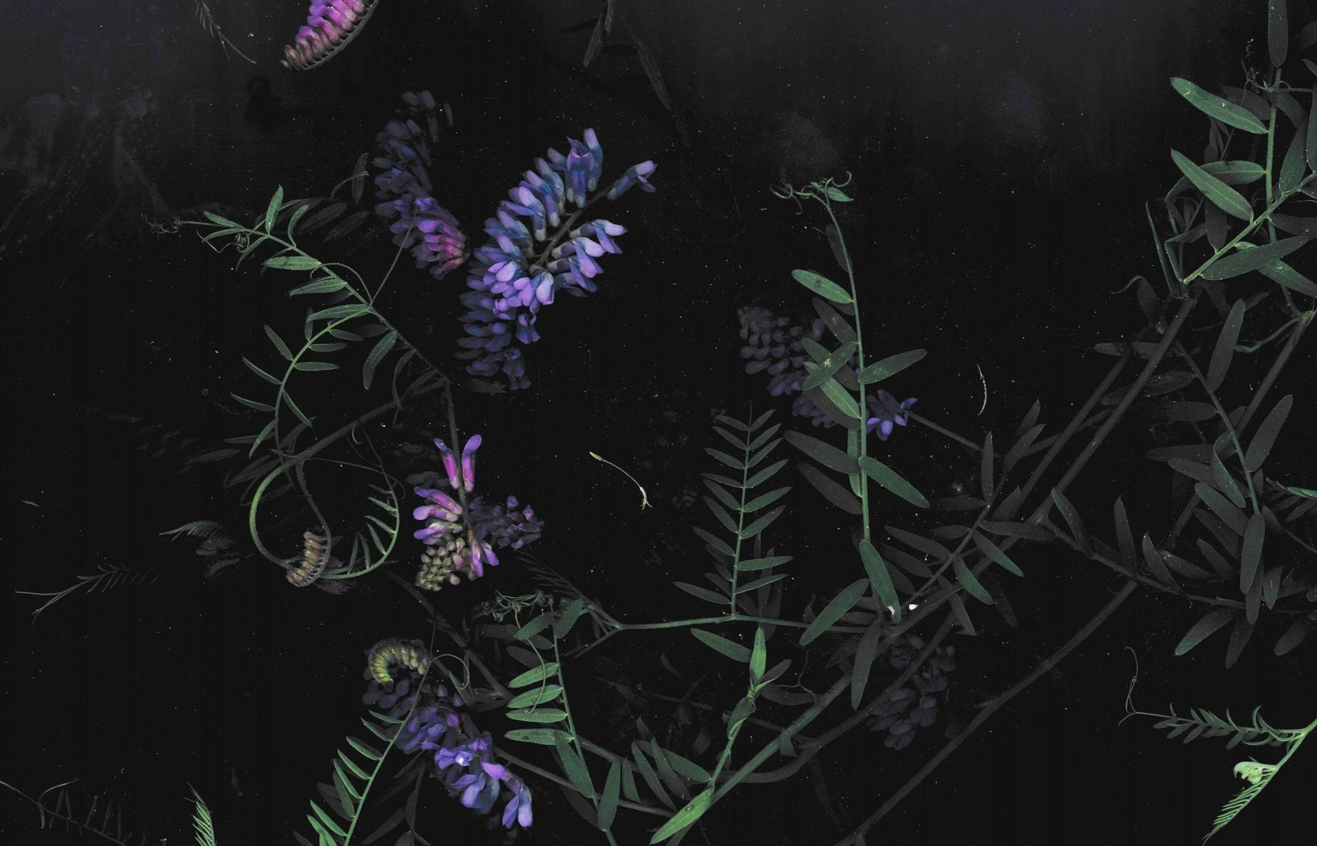 Purple Dark HD Flowers Desktop Wallpaper