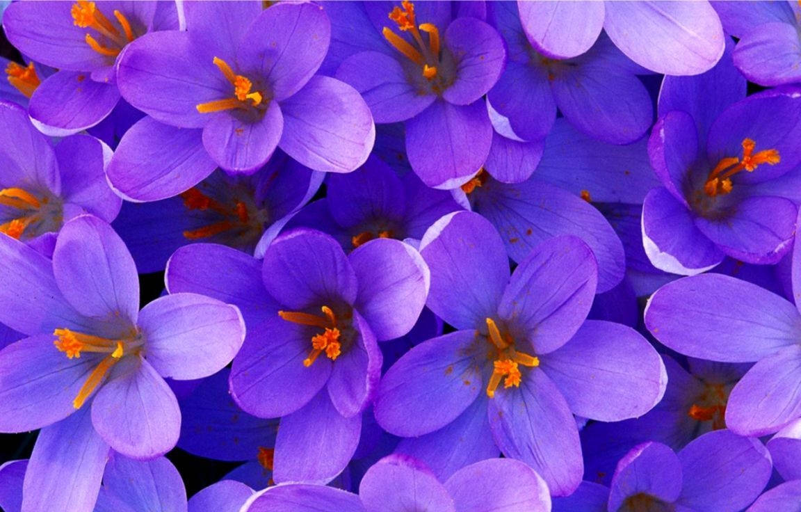 Purple Delight In Saffron Crocus Wallpaper