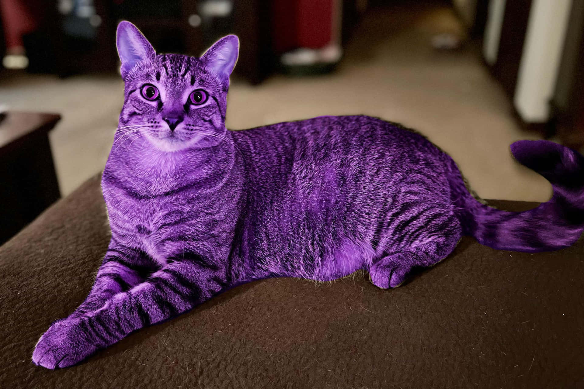 Purple Domestic Cat Lounging.jpg Wallpaper