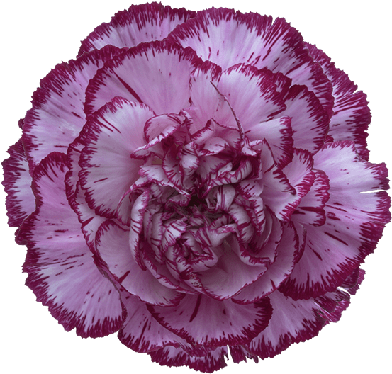 Purple Edged Carnation Flower PNG