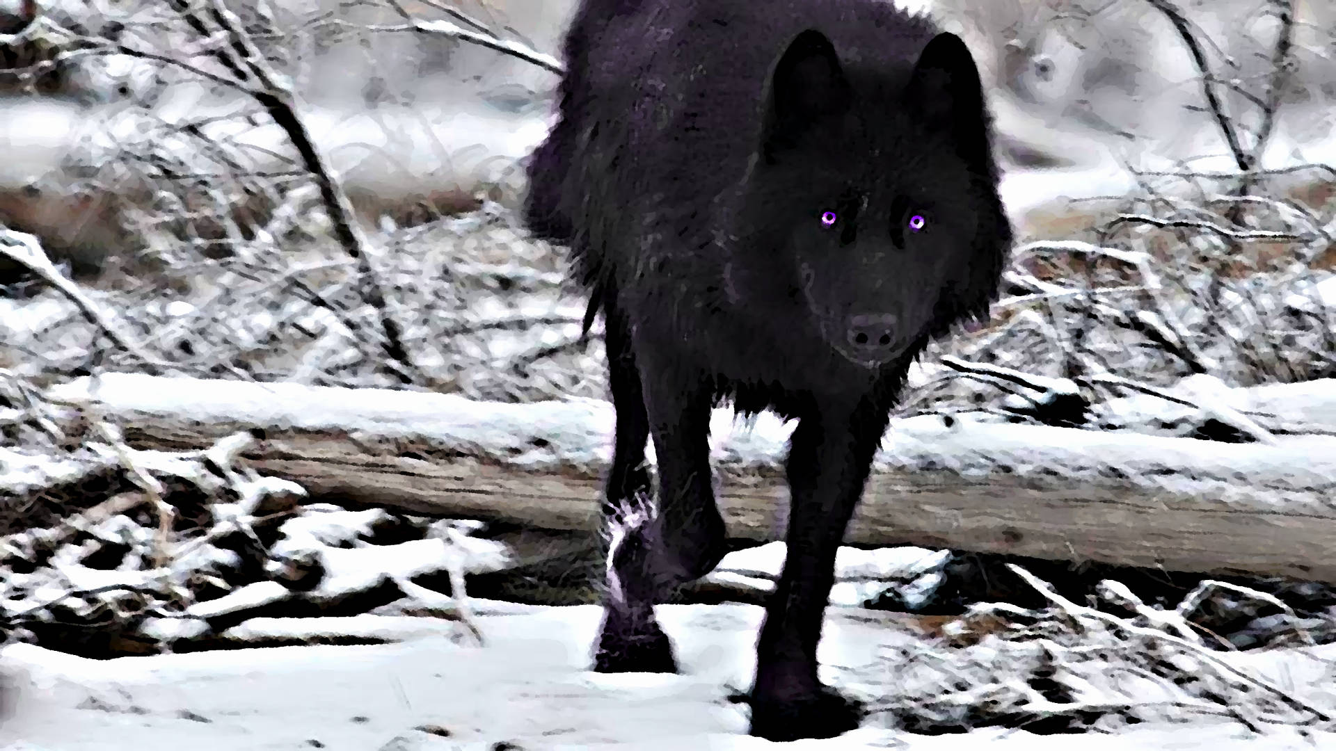 Purple-Eyed Black Wolf Wallpaper