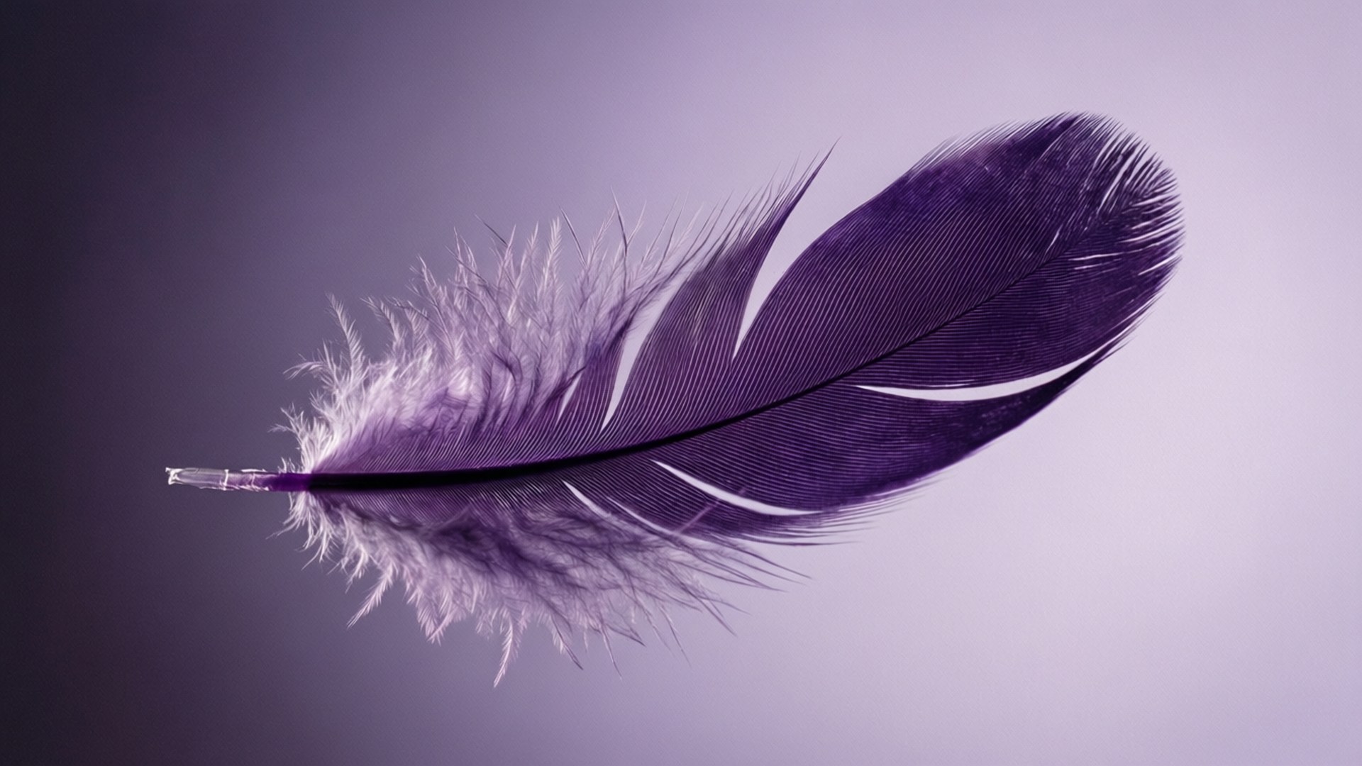 Lila Feder Schwebend Wallpaper
