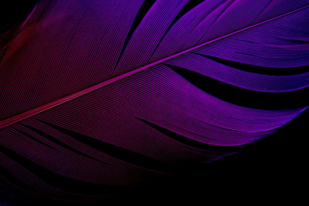 A beautiful array of purple feathers giving off a vibrant and elegant feel Wallpaper