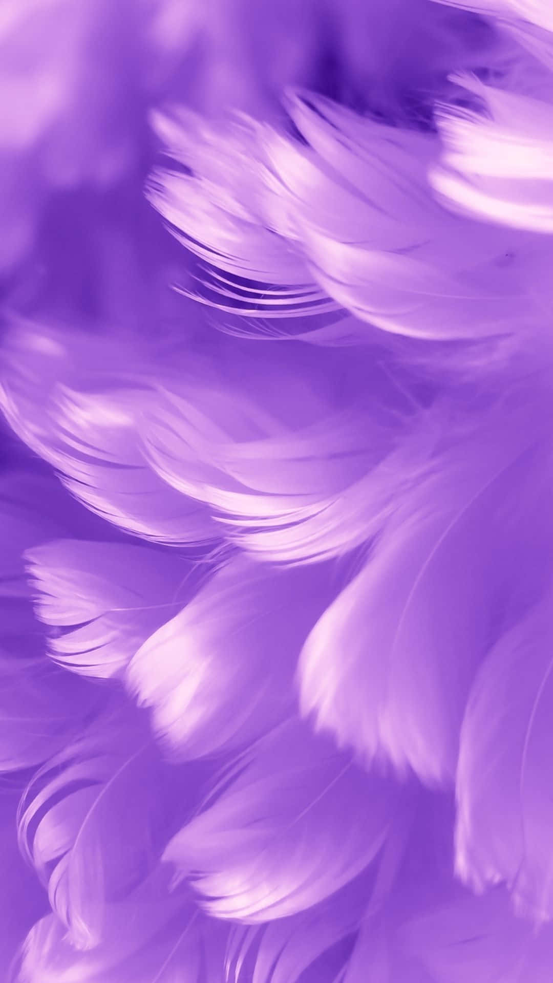 Picture  A Unique Texture of Purple Feathers Wallpaper