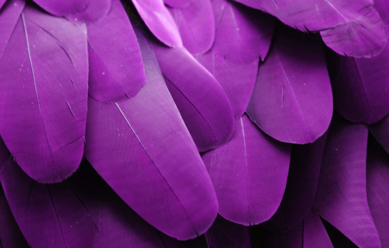Vibrant Purple Feathers Wallpaper