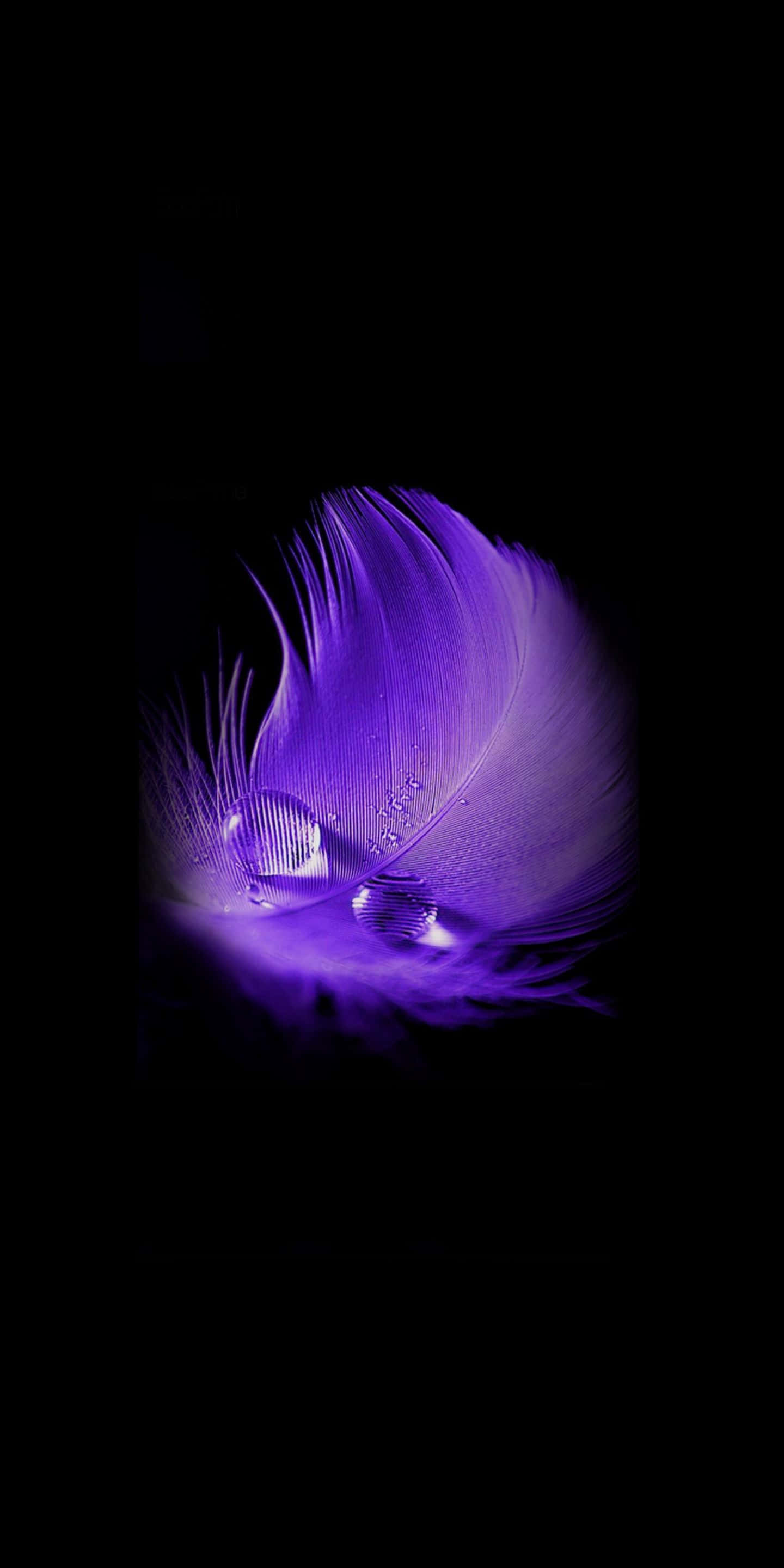 Image  Reflection of a Beautiful Purple Feather Wallpaper