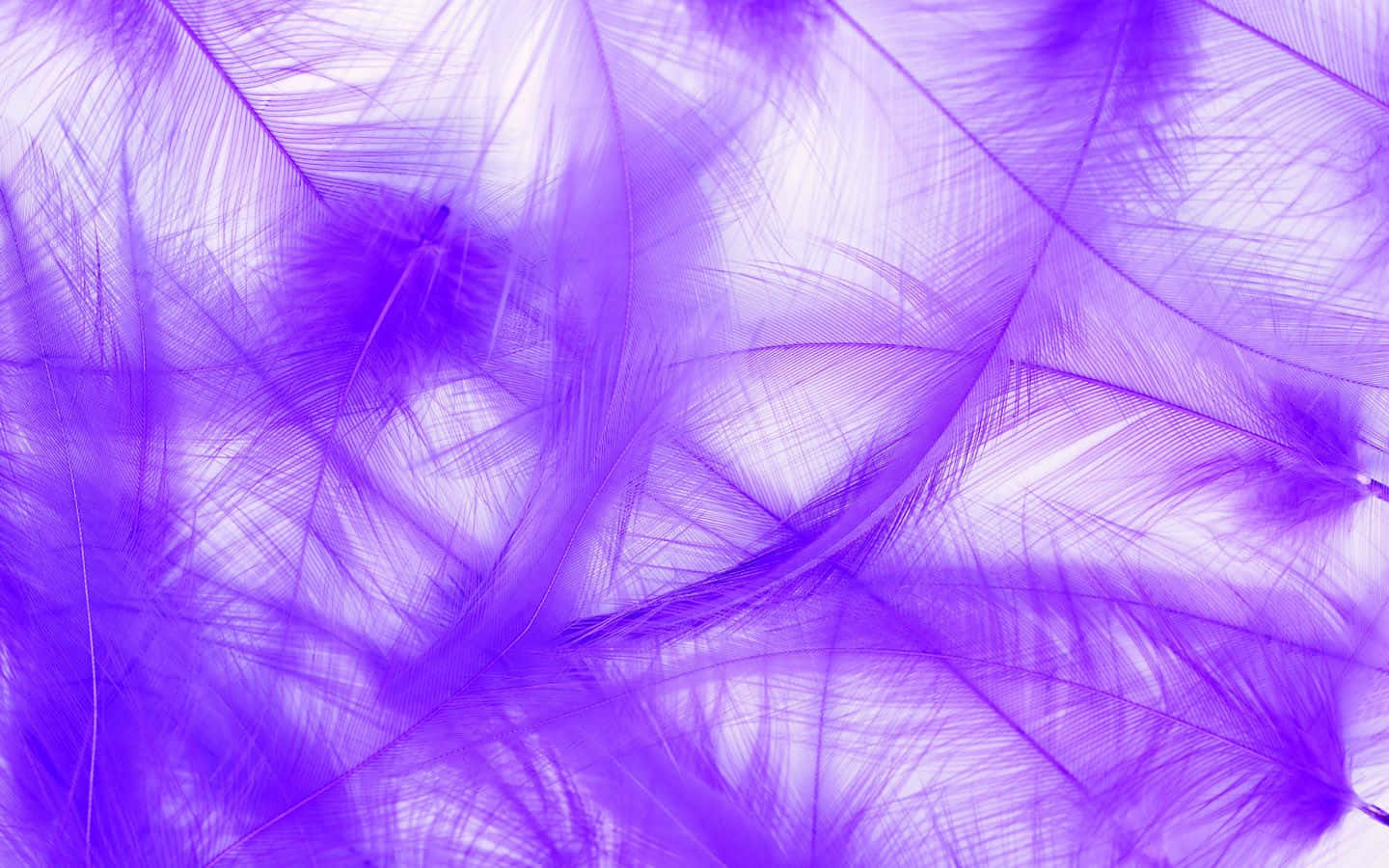 A majestic display of vivid purple feathers Wallpaper