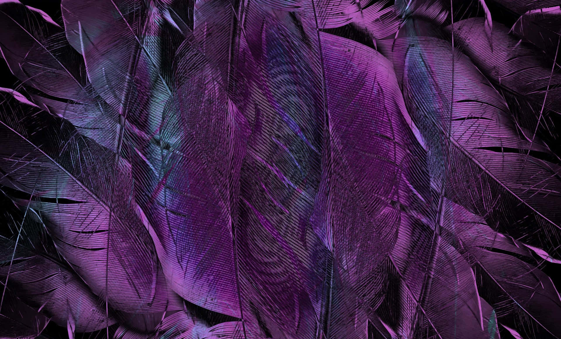 A Close Up of Colorful Purple Feathers Wallpaper