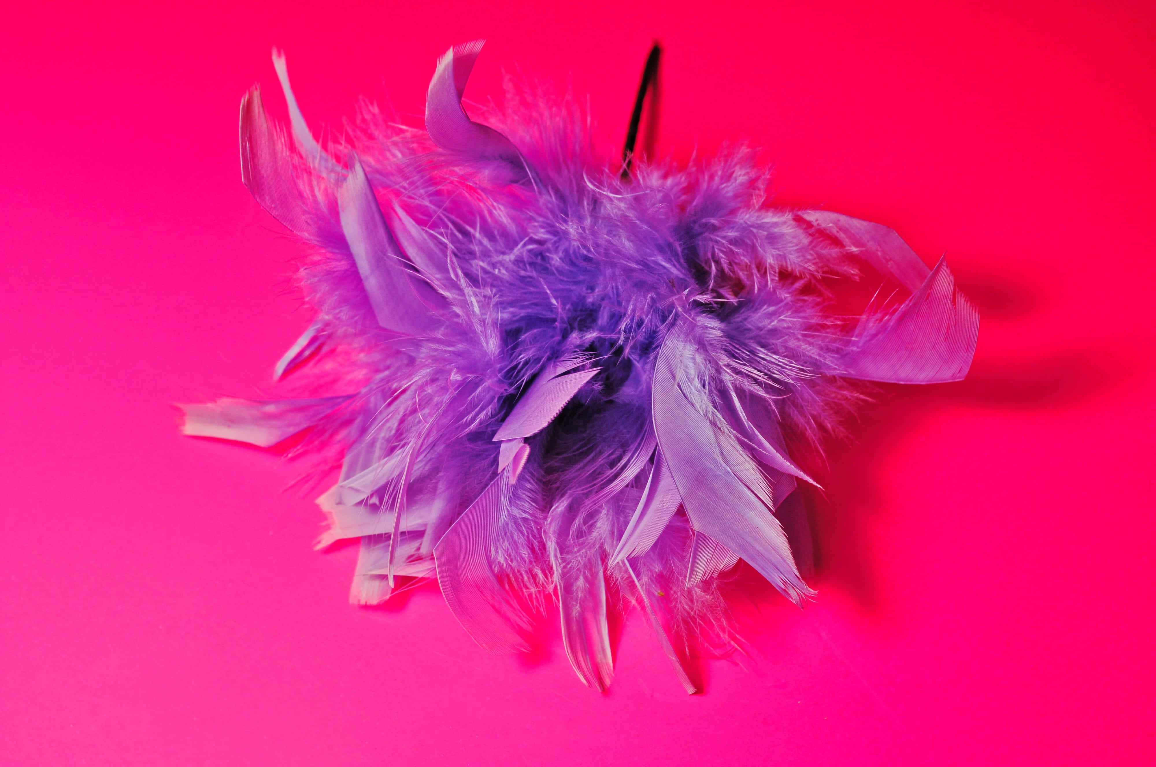 A splash of color with purple feathers. Wallpaper