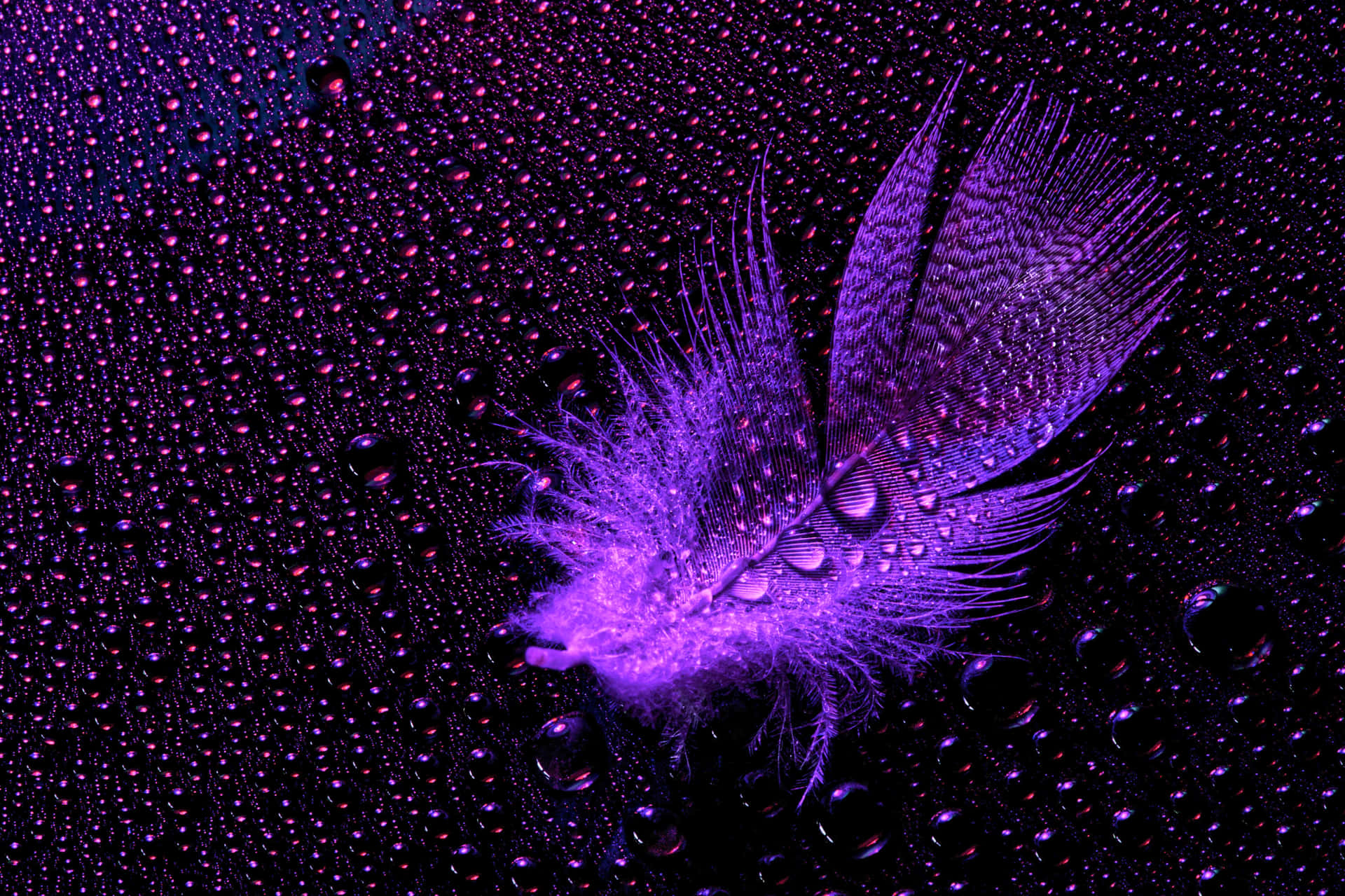 A beautiful close-up view of vibrant purple feathers. Wallpaper