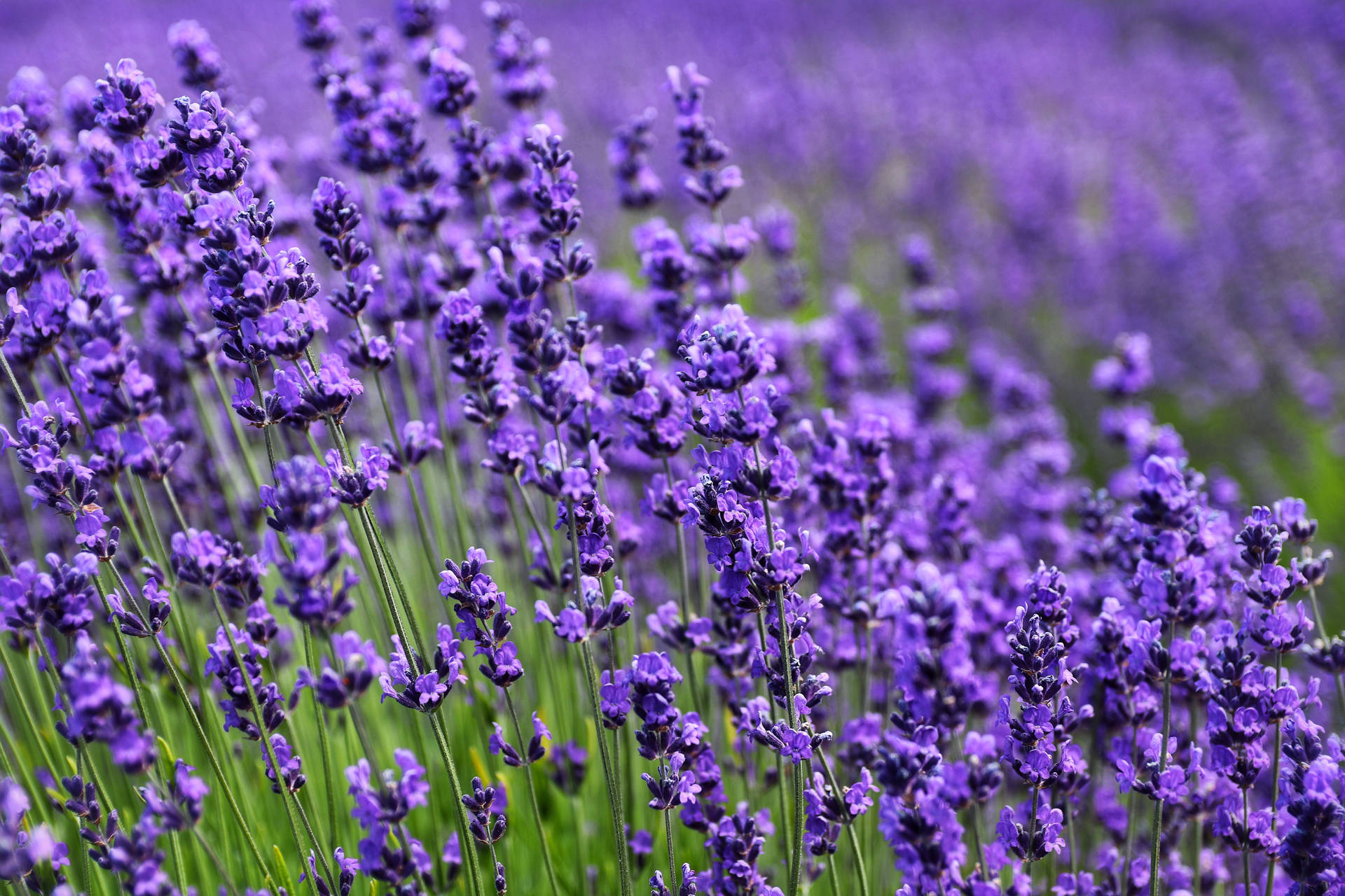 A Close Up View of a Fresh Field of Lavender Flowers Wallpaper
