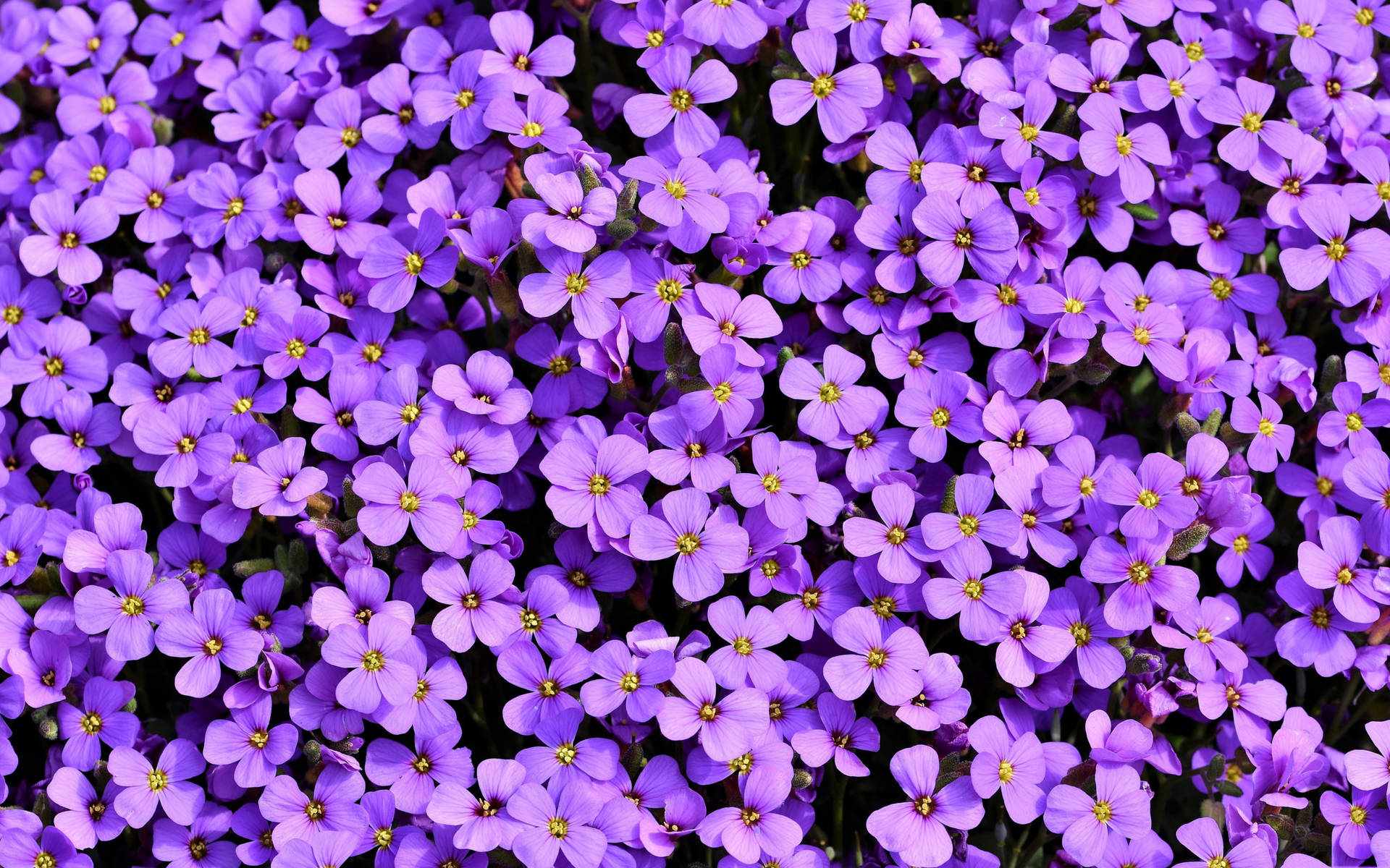 Purple Field Of Beautiful Flowers Picture