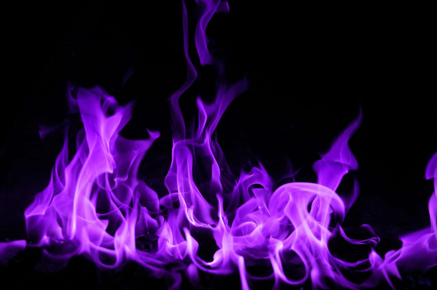 “The Intensity of Purple Fire”