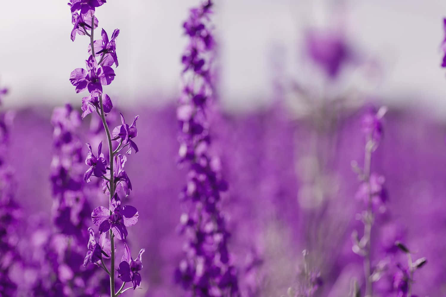 Purple Flowers In A Field With A Blurry Background