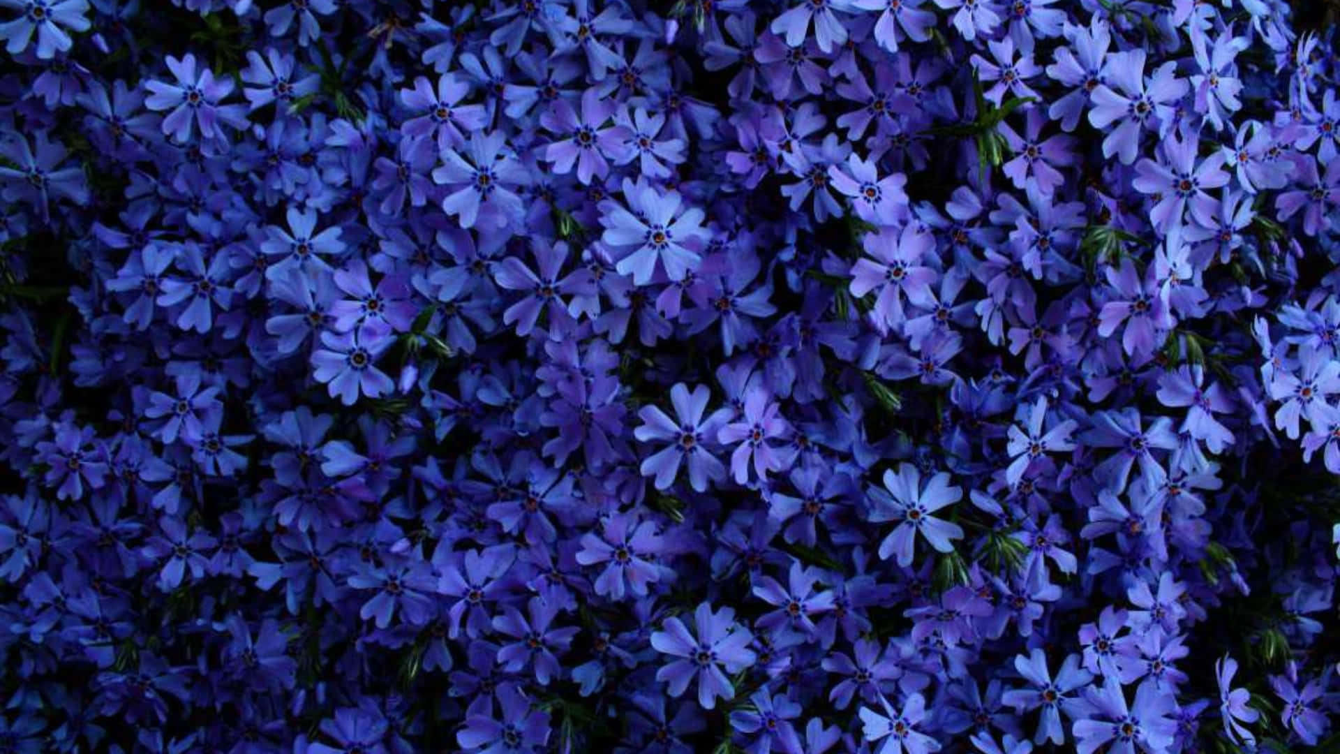 Enblå Blomstervägg Med Många Blommor