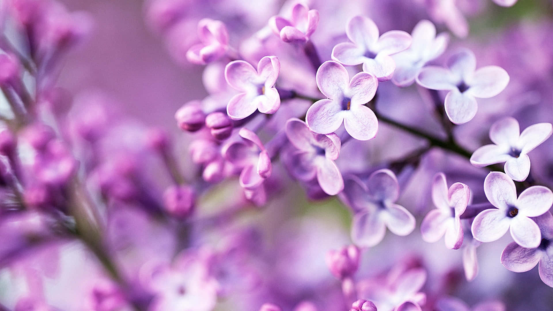 Beautiful purple floral pattern