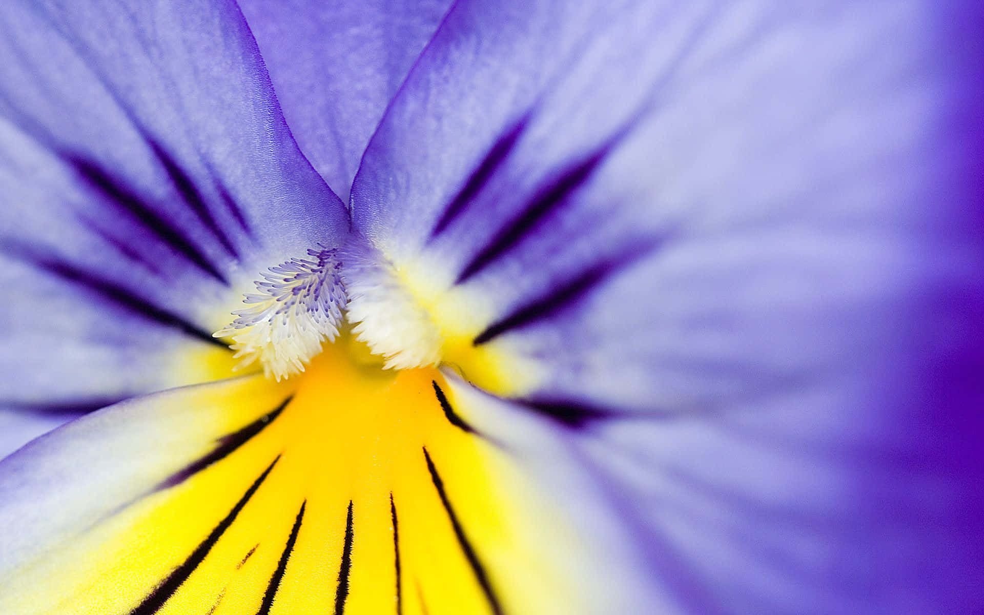 A Close Up Of A Purple And Yellow Pansy Flower