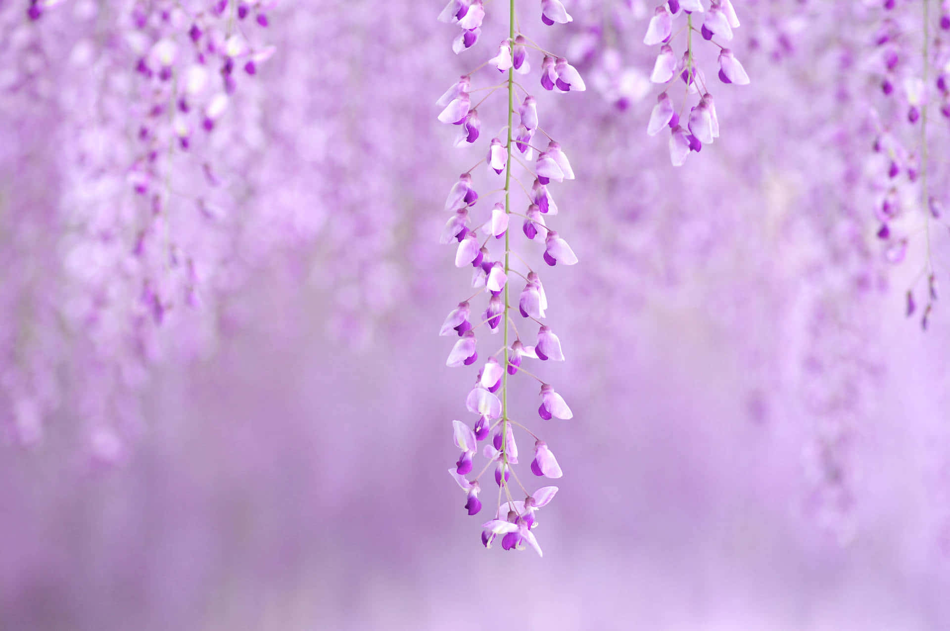 A Purple Wisteria Hanging From A Tree