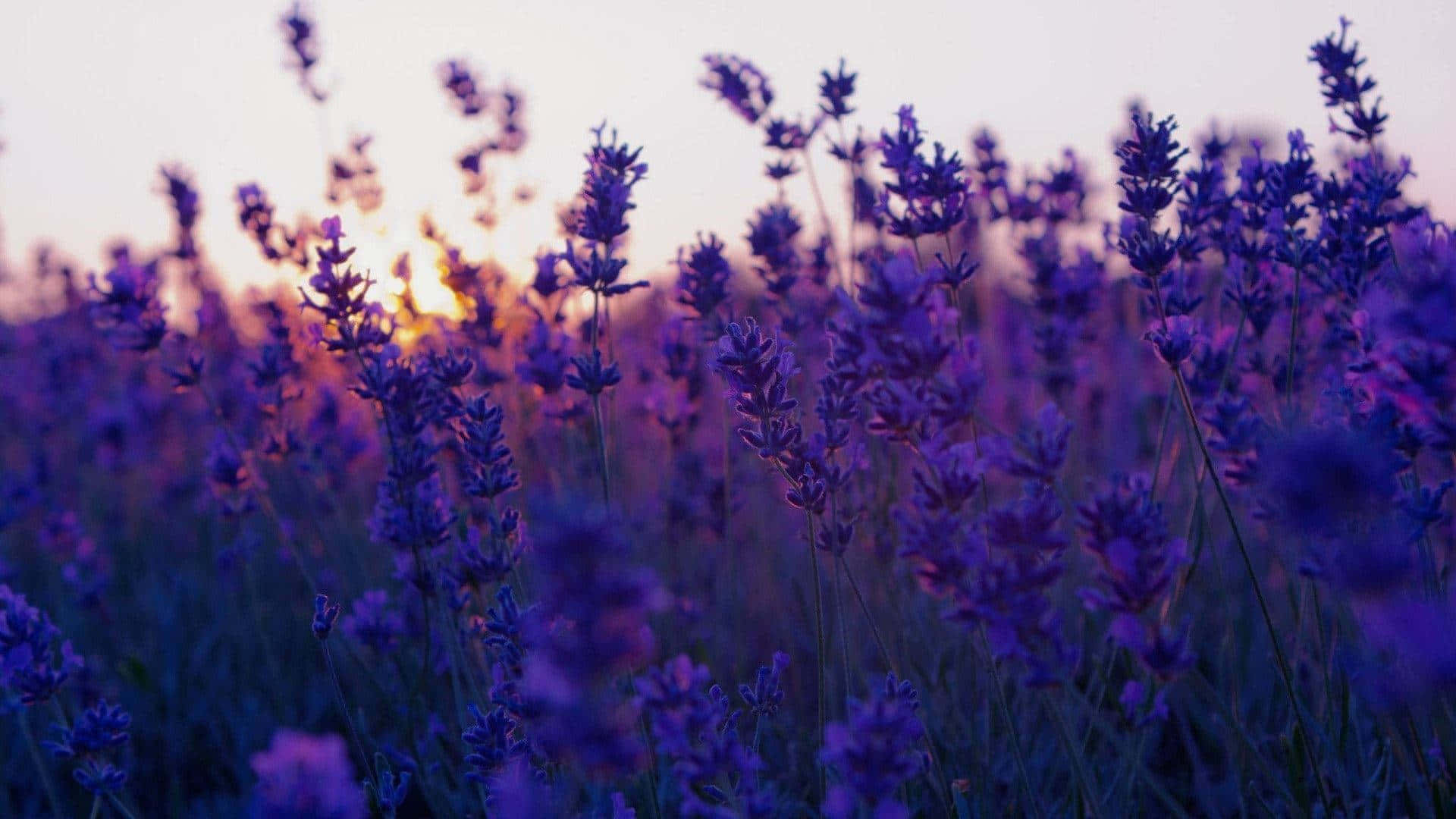 "Beautiful Purple Floral Pattern"
