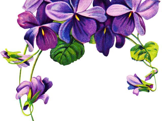 Purple Floral Leaf Border Design PNG