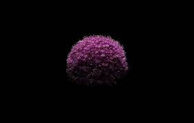 Purple Flower Against Black Background Wallpaper